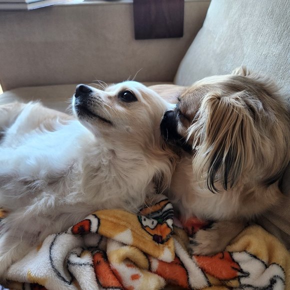 Meet your Posher, Dee - Picture 1 of 1